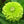Envy Zinnia Seeds For Planting (Zinnia elegans)