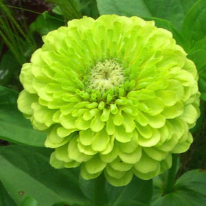 Envy Zinnia Seeds For Planting (Zinnia elegans)