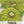 Envy Zinnia Seeds For Planting (Zinnia elegans)