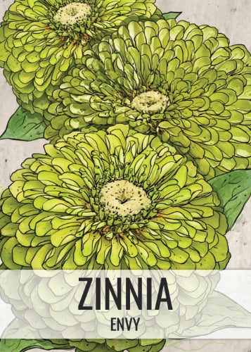 Envy Zinnia Seeds For Planting (Zinnia elegans)
