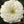 Polar Bear Zinnia Seeds For Planting (Zinnia elegans)