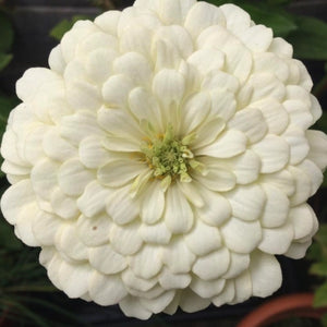 Polar Bear Zinnia Seeds For Planting (Zinnia elegans)