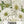 Polar Bear Zinnia Seeds For Planting (Zinnia elegans)