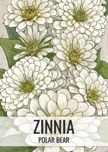 Polar Bear Zinnia Seeds For Planting (Zinnia elegans)