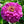 Purple Prince Zinnia Seeds For Planting (Zinnia elegans)