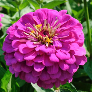 Purple Prince Zinnia Seeds For Planting (Zinnia elegans)