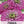 Purple Prince Zinnia Seeds For Planting (Zinnia elegans)