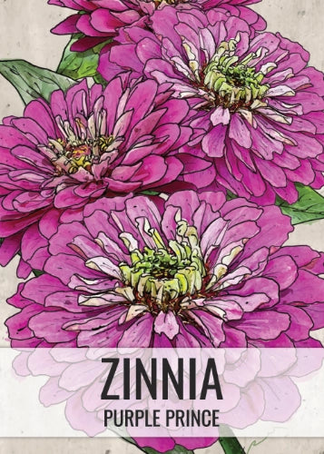 Purple Prince Zinnia Seeds For Planting (Zinnia elegans)