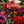 State Fair Zinnia Mixture (Zinnia elegans)