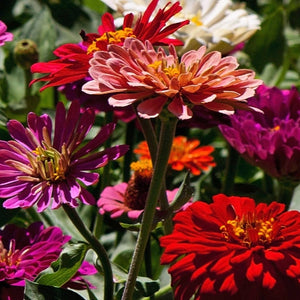 State Fair Zinnia Mixture (Zinnia elegans)