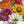 State Fair Zinnia Mixture (Zinnia elegans)