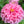 Luminosa Zinnia Seeds For Planting (Zinnia elegans)