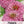 Luminosa Zinnia Seeds For Planting (Zinnia elegans)
