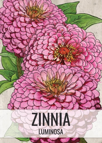 Luminosa Zinnia Seeds For Planting (Zinnia elegans)