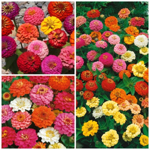 Thumbelina Zinnia Seeds For Planting (Zinnia elegans)