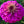 Violet Queen Zinnia Seeds For Planting (Zinnia elegans)