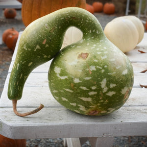 Speckled Swan Gourd Seeds For Planting (Lagenaria siceraria)