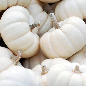 Baby Boo Pumpkin Seeds For Planting (Cucurbita pepo)