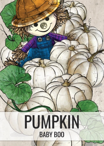 Baby Boo Pumpkin Seeds For Planting (Cucurbita pepo)