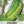 Luffa Gourd Seeds For Planting (Luffa aegyptiaca)