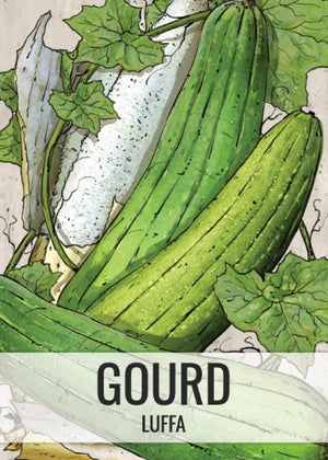 Luffa Gourd Seeds For Planting (Luffa aegyptiaca)