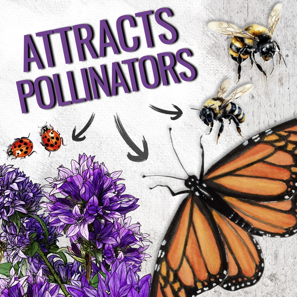 Bellflower Superba Seeds For Planting (Campanula glomerata)