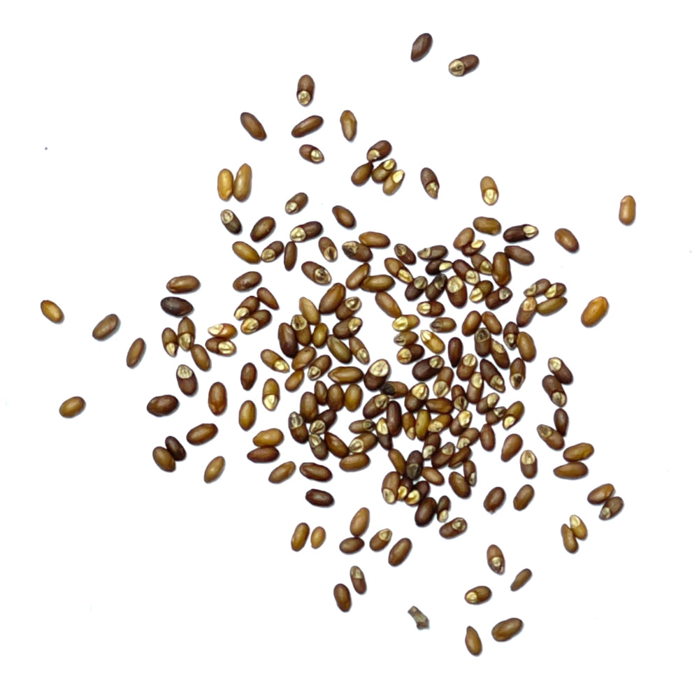 Seed Needs Rosemary Herb Seeds - Thumbnail 3