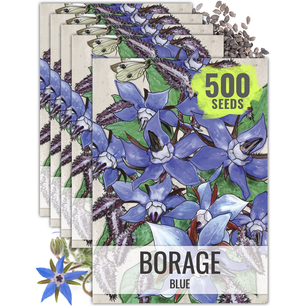 Blue Borage Seeds For Planting (Borago officinalis)