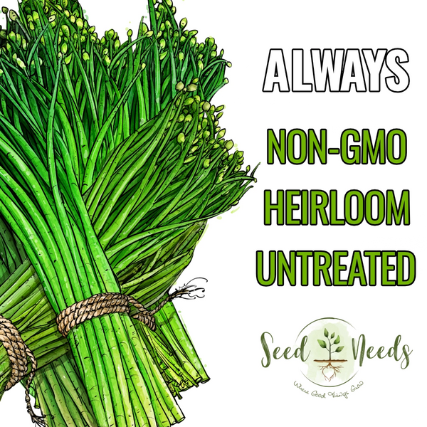 Garlic Chives Herb Seeds For Planting (Allium tuberosum)