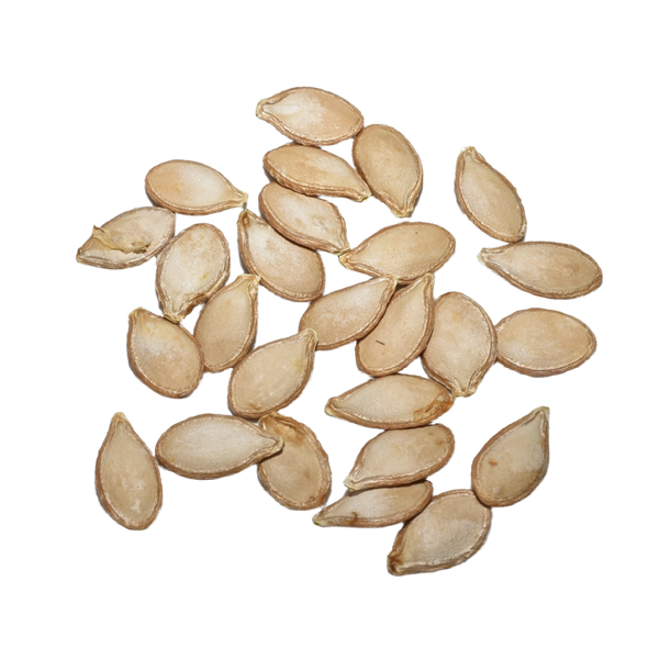 Waltham Butternut Winter Squash Seeds For Planting (Cucurbita pepo)