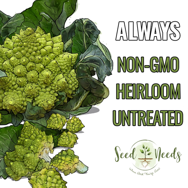 Romanesco Broccoli Seeds For Planting (Brassica oleracea)