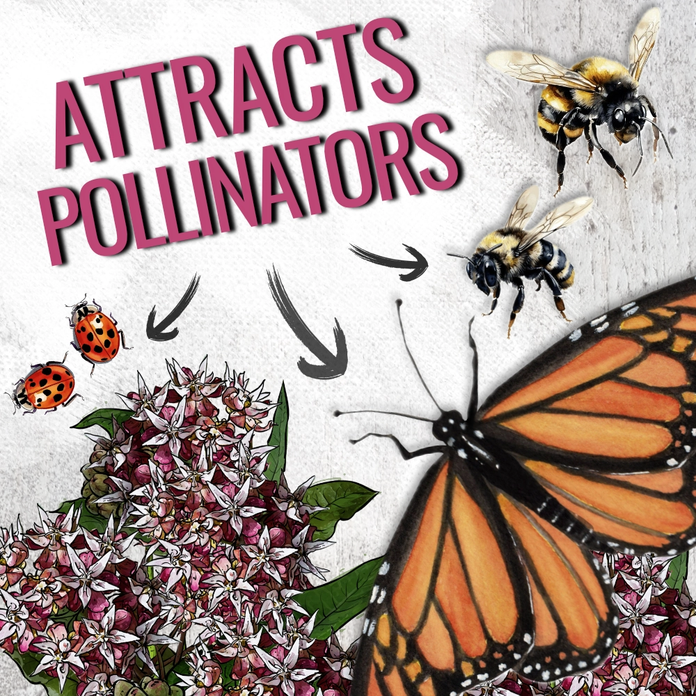 Showy Milkweed Seeds For Planting (Asclepias speciosa)