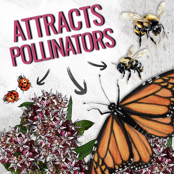 Showy Milkweed Seeds For Planting (Asclepias speciosa)