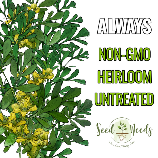 seeds grow to plants rutter Rue Herb Seeds For Planting (Ruta graveolens) Seed Needs – Seed Needs LLC