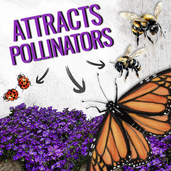 Purple Rockcress Groundcover Seeds For Planting (Aubrieta deltoidea)