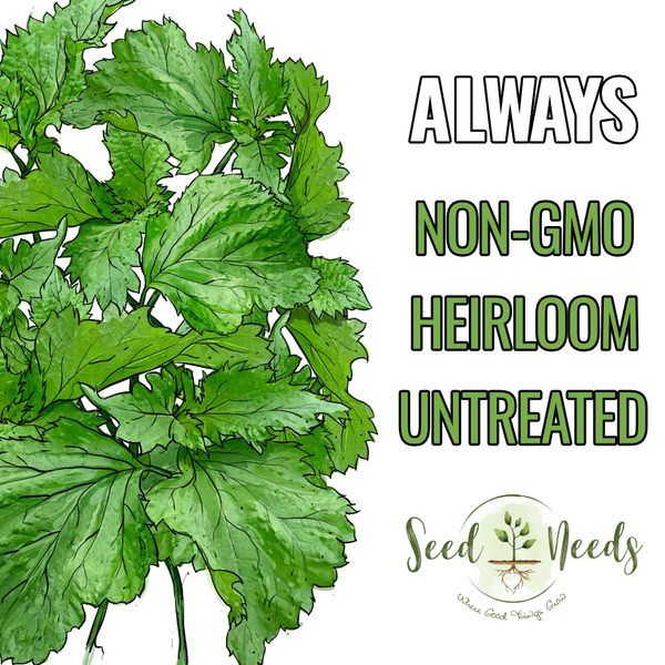 plant shiso seeds Green Shiso Seeds For Planting (Perilla frutescens) Seed Needs – Seed Needs LLC