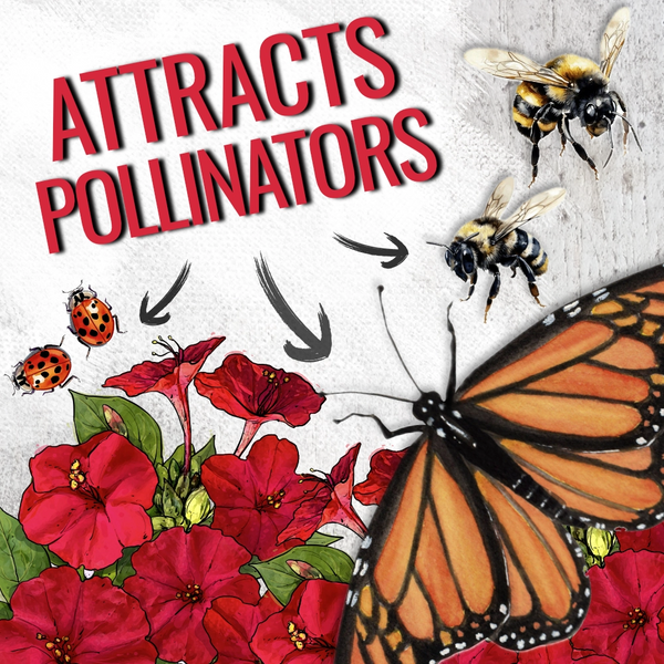 Red Four O' Clock Seeds For Planting (Mirabilis jalapa)