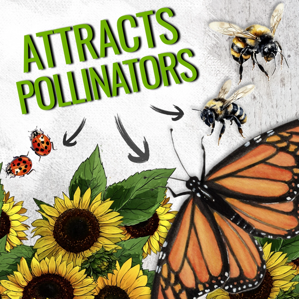 Dwarf Sunspot Sunflower Seeds For Planting (Helianthus annuus)