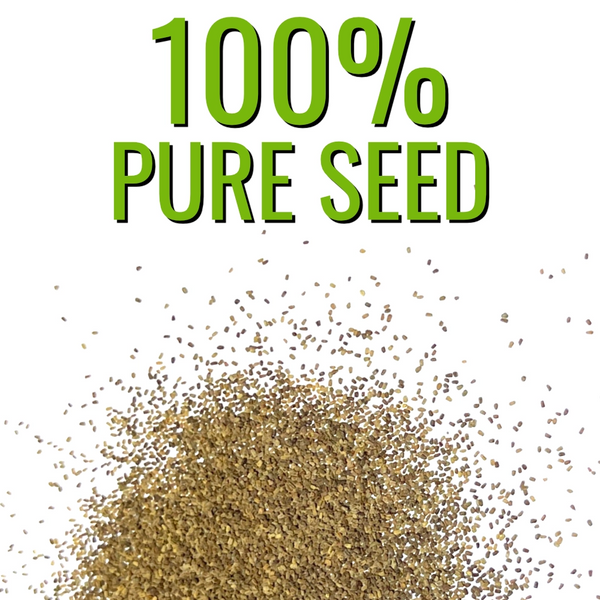 Excelsior Mixture Foxglove Seeds For Planting (Digitalis purpurea)