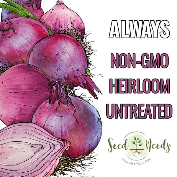 Red Burgundy Onion Seeds For Planting (Allium cepa)