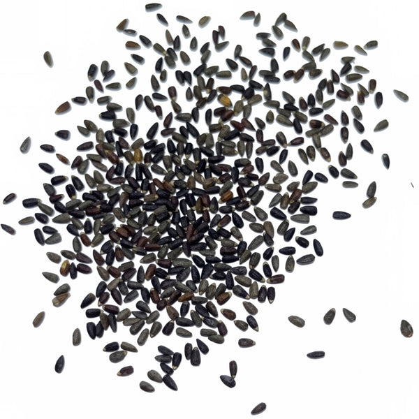 Hyssop Herb Seeds For Planting (Hyssopus officinalis)