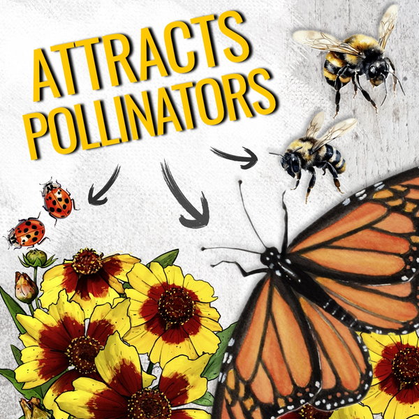 Coreopsis Plains Seeds For Planting (Coreopsis tinctoria)