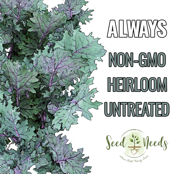 Red Russian Kale Seeds For Planting (Brassica napus)