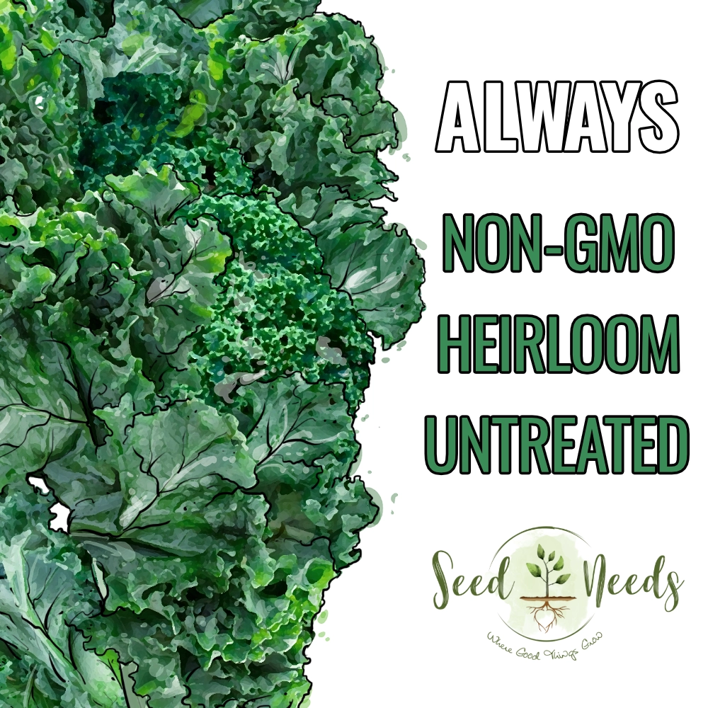 Kale Seeds For Planting, Vates Blue Scotch Curled (Brassica oleracea)