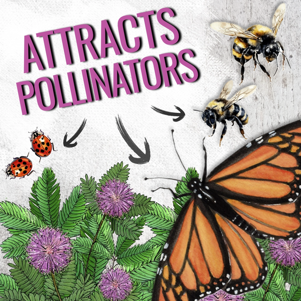 Sensitive Plant Seeds For Planting (Mimosa Pudica)