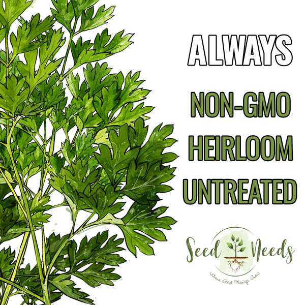 planting chervil seeds Chervil Herb Seeds For Planting (Anthriscus cerefolium) – Seed Needs LLC