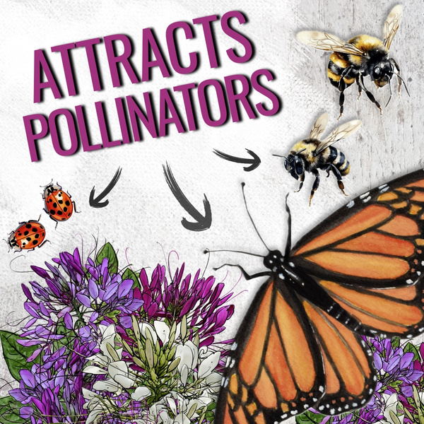 Cleome Seeds For Planting, Spider Mixture (Cleome hassleriana)