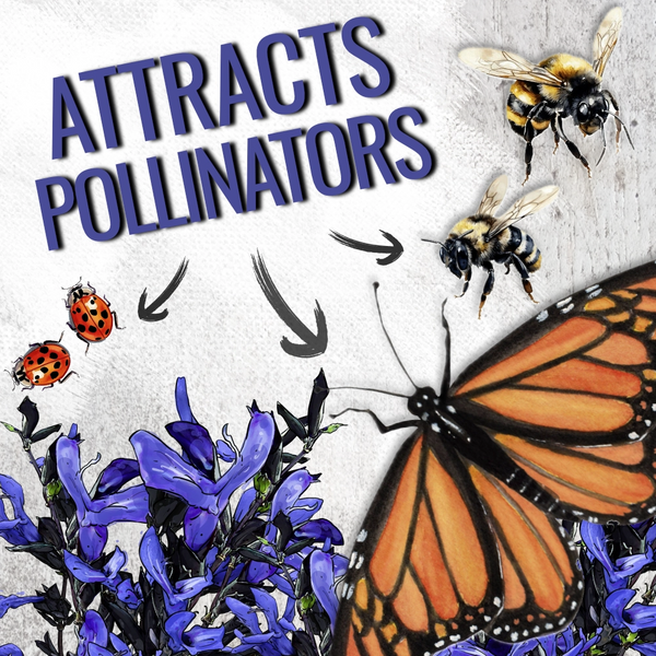 Sapphire Sage Seeds For Planting / Sapphire Salvia (Salvia farinacea)