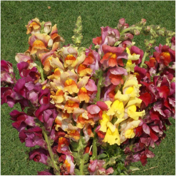 Snapdragon Seeds For Planting Tetra Blend (Antirrhinum majus)