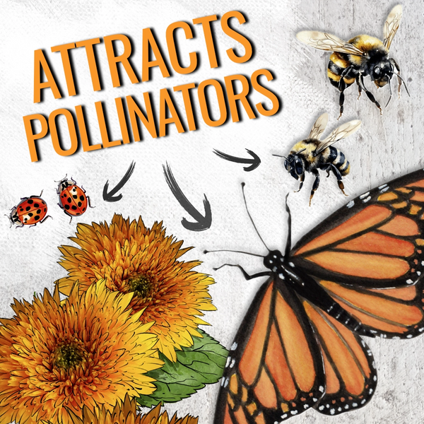Tall Sungold Sunflower Seeds For Planting (Helianthus annuus)